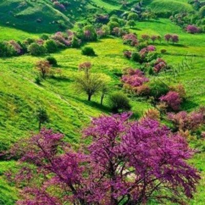 تنگه-ارغوان-–-ایلام