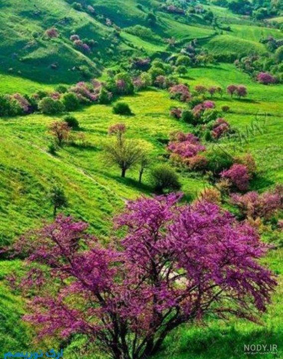 تنگه-ارغوان-–-ایلام