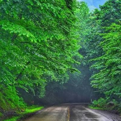جاده-جنگلی-عباس‌آباد-به-کلاردشت-–-عباس‌آباد