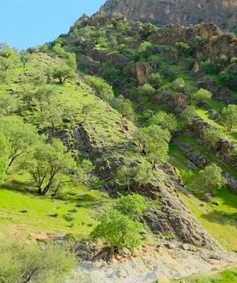 جنگل-طبیعی-فیجان-–-ارسنجان
