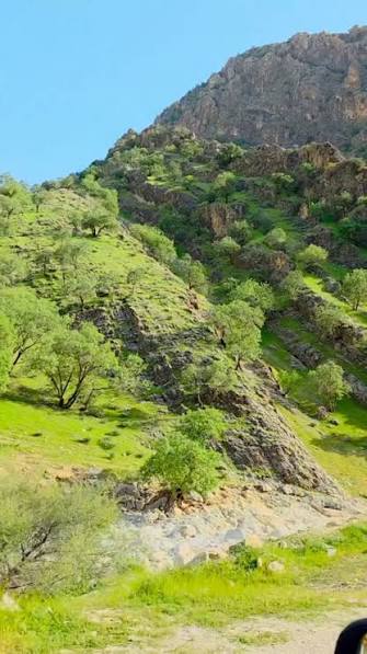 جنگل-طبیعی-فیجان-–-ارسنجان