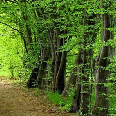 جنگل‌های-سه‌هزار-–-منطقه-سه‌هزار-–-تنکابن