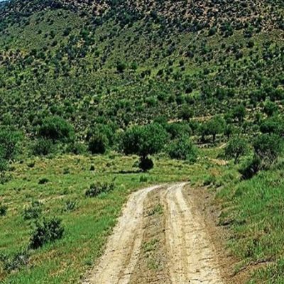 جنگل‌های-طبیعی-کرخنگان-–-خاتم