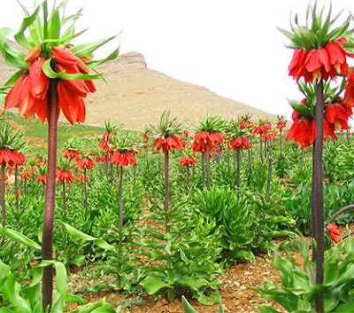 دشت-لاله-های-واژگون-ماهورستان-–-روستای-ماهورستان-–-بوئین-و-میاندشت