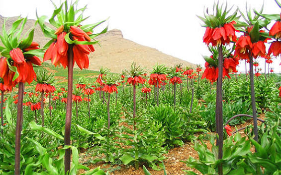 دشت-لاله-های-واژگون-ماهورستان-–-روستای-ماهورستان-–-بوئین-و-میاندشت