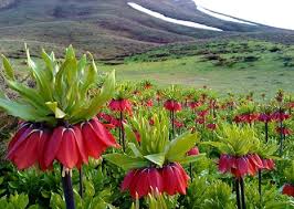 دشت-لاله‌های-واژگون-خسروشیرین-–-روستای-خسروشیرین-–-آباده