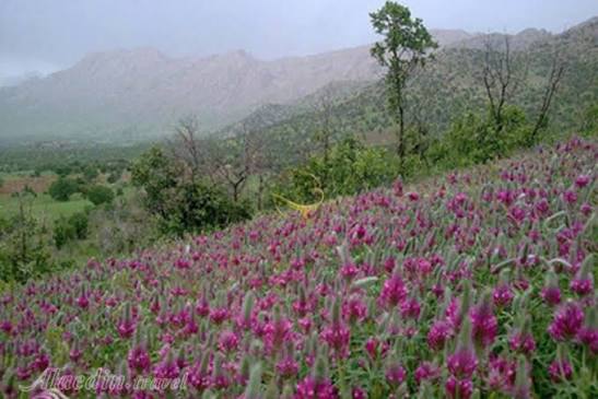 دشت-های-طبیعی-اوباتو-–-دیواندره