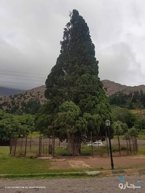 سرو-هرزویل