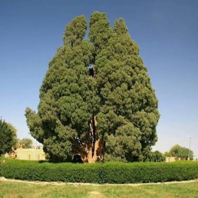 سرو-کهنسال-ابرکوه