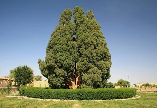سرو-کهنسال-ابرکوه