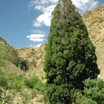 سرو-کهنسال-رحمت‌آباد-–-روستای-رحمت‌آباد-–-شهرستان-جویم
