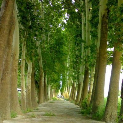 محوطه-باستانی-بابا-سلمان-–-بابا-سلمان-–-شهریار