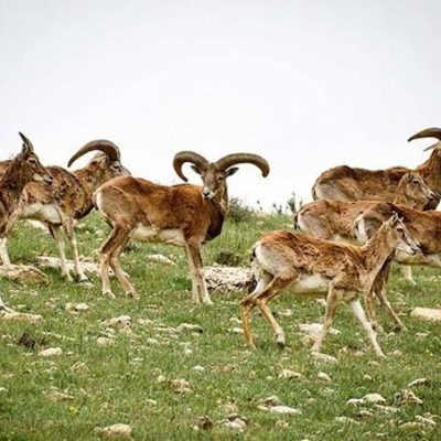 منطقه-حفاظت-شده-بیجار-–-راهنمای-طبیعت-و-حیات-وحش