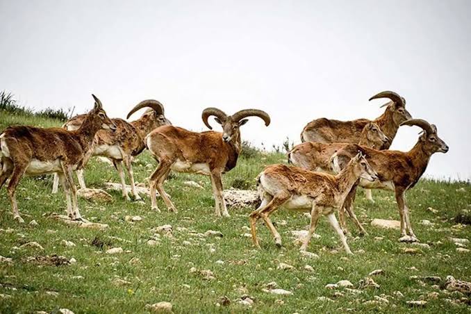 منطقه-حفاظت-شده-بیجار-–-راهنمای-طبیعت-و-حیات-وحش