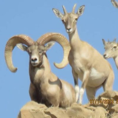 منطقه-شکارممنوع-کوه-هوا-و-تنگ‌خور-–-محدوده-لامرد