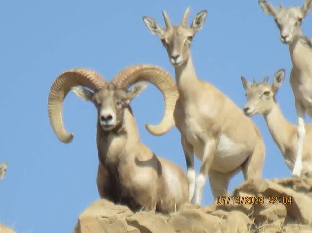 منطقه-شکارممنوع-کوه-هوا-و-تنگ‌خور-–-محدوده-لامرد