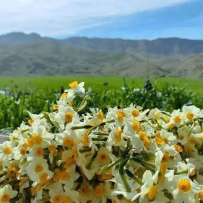 نرگس‌زارهای-نوآباد-–-روستای-نوآباد-–-شهرستان-مهر