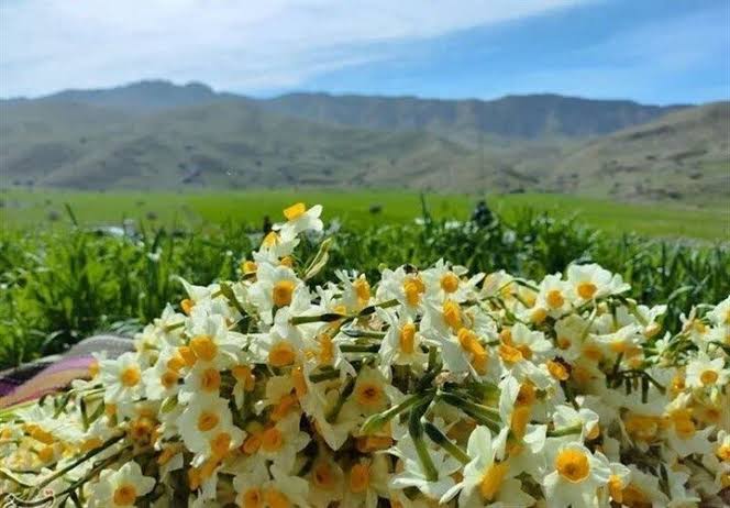 نرگس‌زارهای-نوآباد-–-روستای-نوآباد-–-شهرستان-مهر