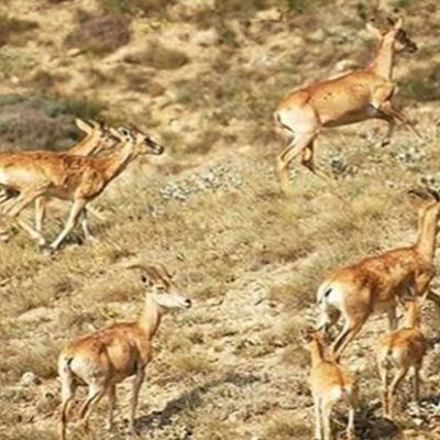پارک-ملی-بمو-–-محدوده-واقع-در-شهرستان-زرقان