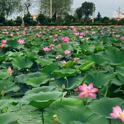 پارک-نیلوفر-آبی-–-ساری