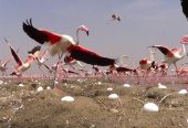 پناهگاه-حیات‌وحش-دشت-ناز-–-محدوده-میاندرود-–-ساری-1