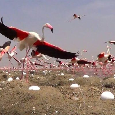 پناهگاه-حیات‌وحش-دشت-ناز-–-محدوده-میاندرود-–-ساری-1