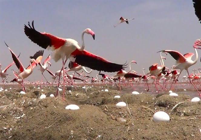 پناهگاه-حیات‌وحش-دشت-ناز-–-محدوده-میاندرود-–-ساری-1