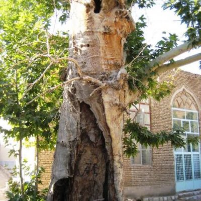 چنار-تاریخی-برزک-–-برزک-–-کاشان