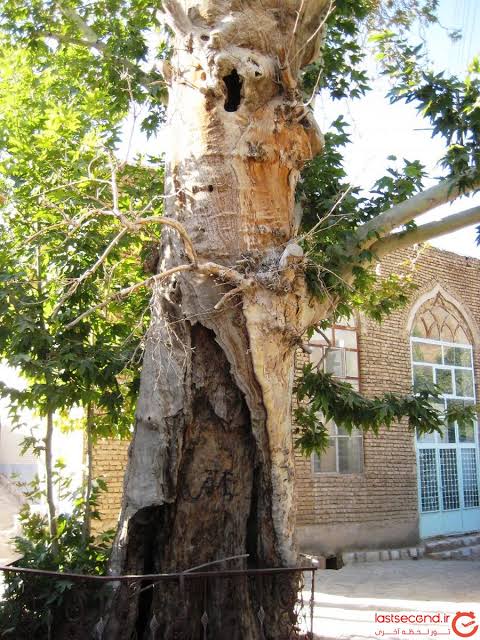 چنار-تاریخی-برزک-–-برزک-–-کاشان
