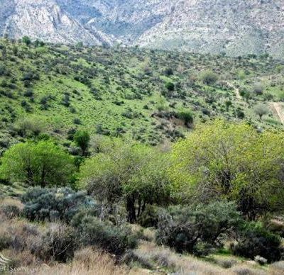 گردشگاه-میان‌جنگل-–-فسا