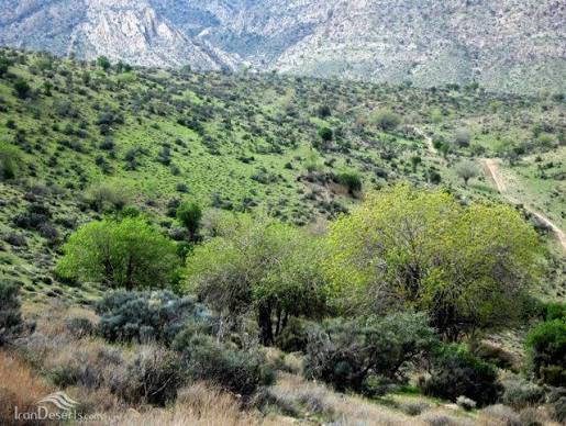 گردشگاه-میان‌جنگل-–-فسا